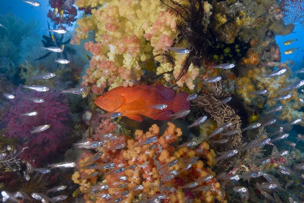 Indonesia Coral trout and glassfish by coral
